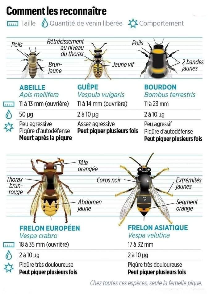 diffences_entre_les_abeilles_bourdons_guêpes_et_frelons.jpg