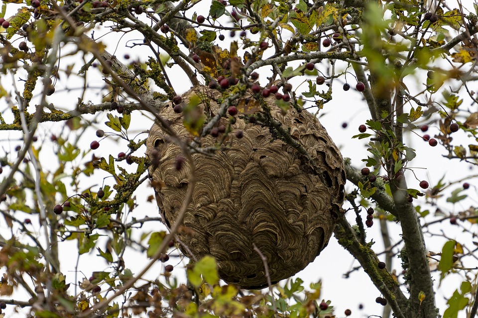 nid de frelons asiatiques dans un arbre à Hirson 