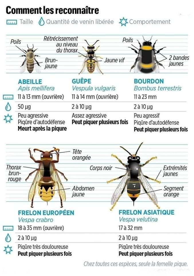 quel insecte pique le plus fort